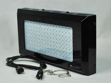 High Intensity Red And Blue LED roślina R ligh 3watt Dla kryty ogród warzywny Lighting