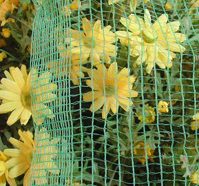 Green Square Braid Struktura Olive Siatki Siatki / HDPE żniwna Oliwnej