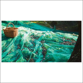 Green Square Braid Struktura Olive Siatki Siatki / HDPE żniwna Oliwnej