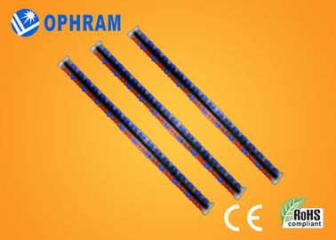 Wysoka jasność Epistar IP65 Red And Blue LED rosną światła CE / ROHS