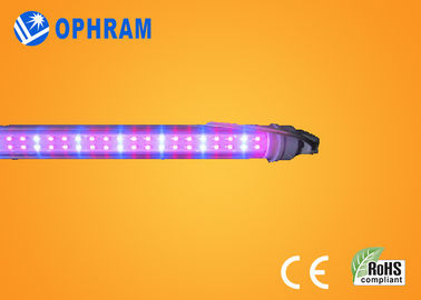 High Power IP20 pomidor / sałata / Marihuana kryty LED rosną światła AC85V-265V